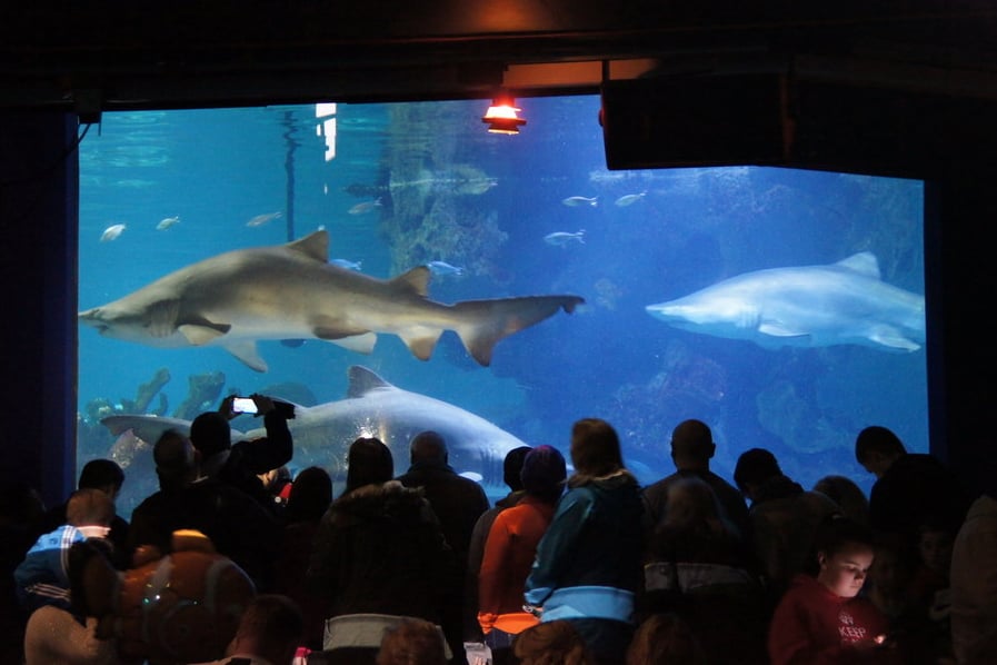 Large sharks swimming in a blue aquarium with people watching.