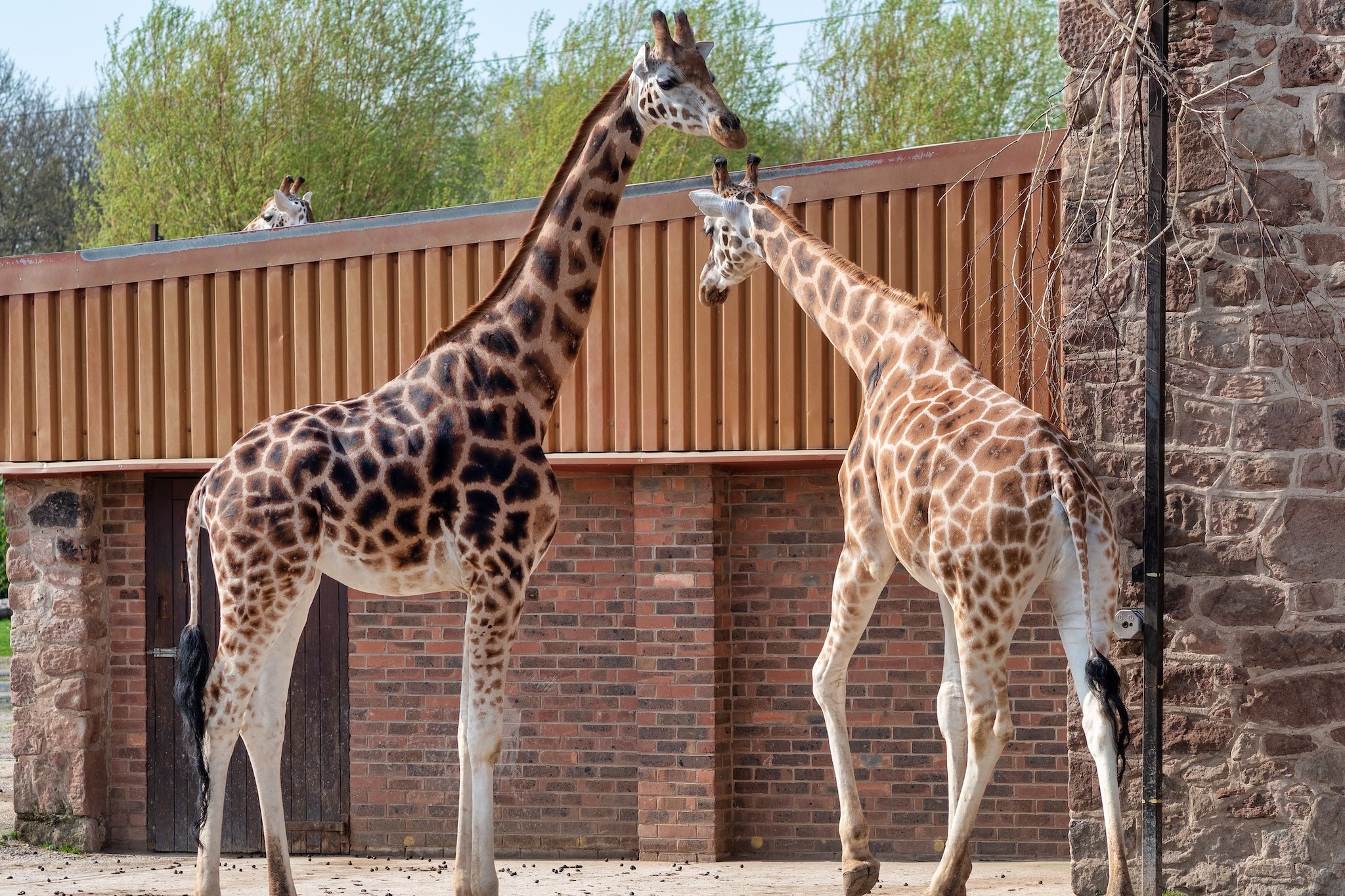 Two giraffes standing in front of a brick wall at the zoo.