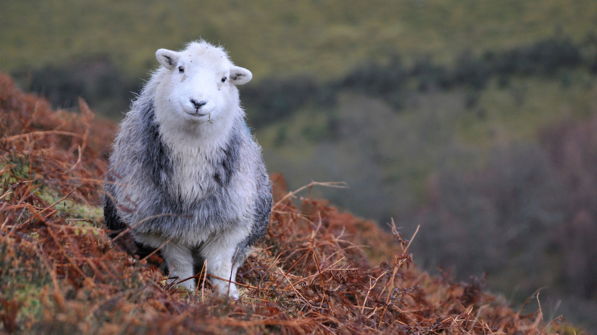 A Herdwick sheep sits on a hill with brown bushes.